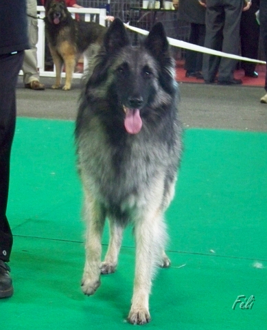 n°97 Dolwen de condivicnum 5432.JPG